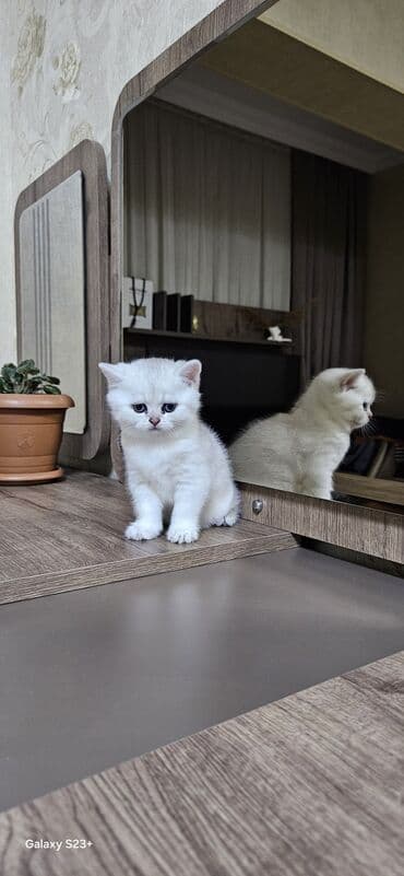 Digər heyvanlar: Şinşilla, Erkək, Yaxşı əllərə, Ünvandan götürmə — 8