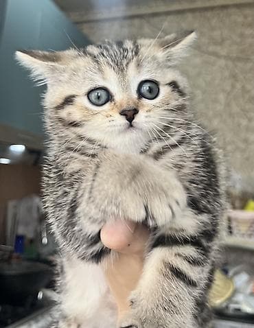 col pişiyi: Tabbi, Dişi, Yaxşı əllərə, Pulsuz çatdırılma — 5