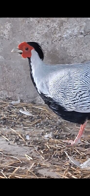 babil quşu: Satılır: dekorativ gümüş fazan (Silver Pheasant) Xüsusiyyətlər: - — 5