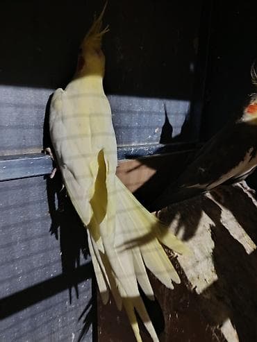 Попугаи: Nimfa (cockatiel) papuqayları – müxtəlif rənglər Məhsul təsviri: - — 2