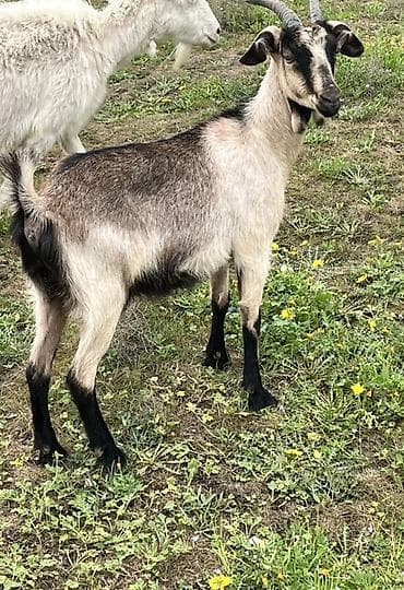 dəvə satılır: Dişi, il: 1, 40 kq, Damazlıq, Ünvandan götürmə — 2