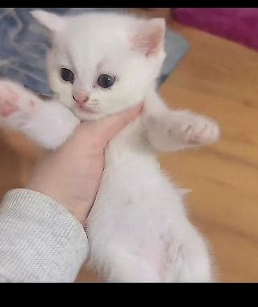 heyvan satilir: Britan, Dişi — 1