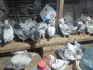 İtlər: Toyuq, Ətlik, Ünvandan götürmə — 2