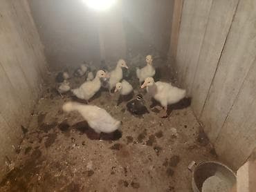 ördək əti: Dişi, Damazlıq, Ünvandan götürmə — 3