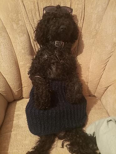 pitbull iti qiymeti: Pudel, 2 il, Dişi, Cütləşmə üçün — 4