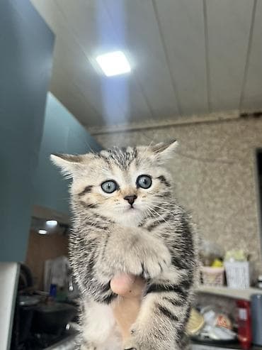 ordek balası: Britan, Dişi — 2