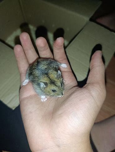 it qovan cihaz: Cırtdan hamster (cücə ölçülü, qısa quyruqlu) – ailəvi ev heyvanı - — 1