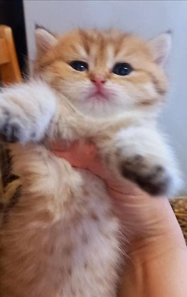 golden pişik: Şotland, Dişi, Yaxşı əllərə, Ünvandan götürmə — 1