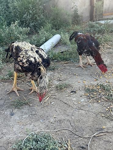 heleb kecileri satilir: Heyratılar satılır qiymet razılaşma yolu ilə — 7