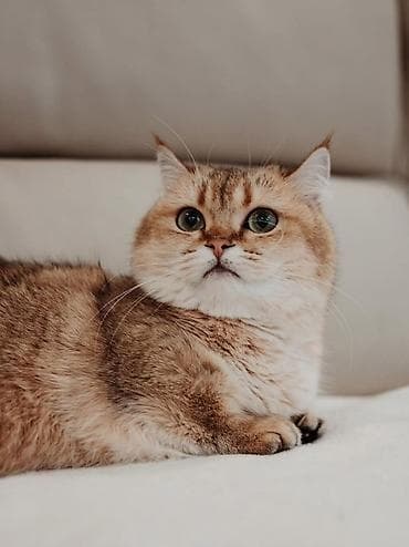 pişik cutləşmə: Qızıl şinşilla, Erkək, Cütləşmə üçün — 1