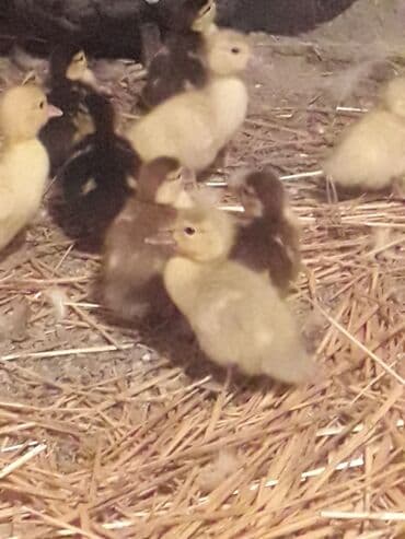 ruan ordək: Lavanda ve Macar balalari satilir.10 manata böyukler. Balacalar 5 — 5