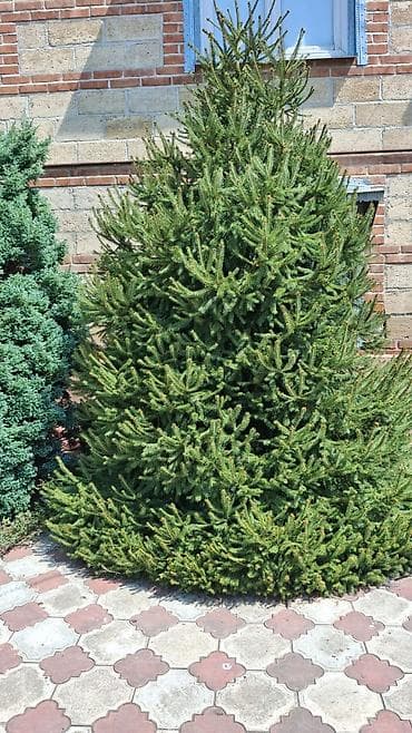 polad ağacı: Həmişəyaşıl bəzək iynəyarpaqlılar – bağ və həyətyanı sahə üçün - — 1