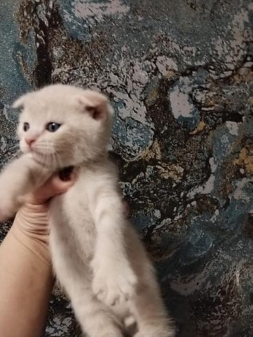 meykun pisik: Şotland yastı qulaq — 2