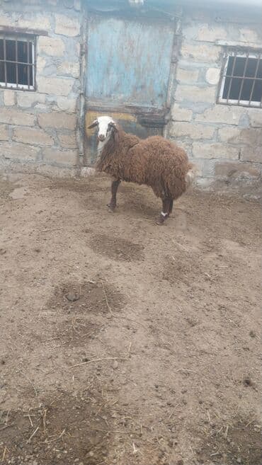 Tavalar: Məhsul: Erkək əbrəş qoyun - Cins: Əbrəş (yerli uzun yunlu tip) - — 1