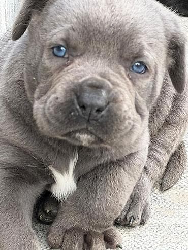 avcarka itləri: Kane-Korso, 1 ay, Erkek, Peyvəndli, Ünvandan götürmə — 4