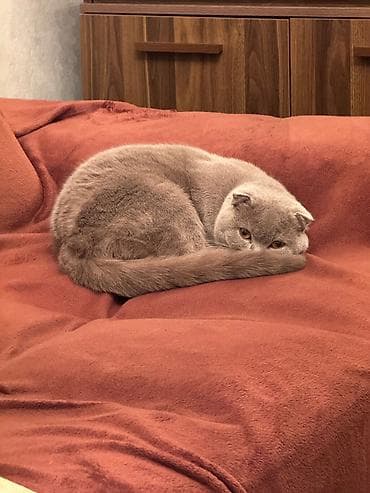 Gəmiricilər: Şotland yastı qulaq, Dişi, Yaxşı əllərə, Ünvandan götürmə, Ödənişli çatdırılma — 2