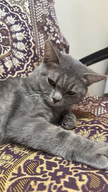 белый котенок в добрые руки: Шотландская, Самец, В добрые руки, Самовывоз, Платная доставка, Доставка в районы — 7