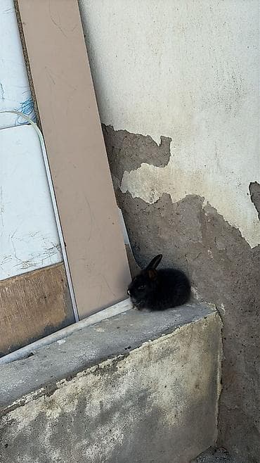 dovsan balasi: Ev dovşanları – müxtəlif rənglərdə balalar - Növ: Ev dovşanı (pet) - — 4