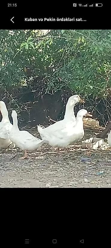 yumurta yağı: Məhsul: Ördək yumurtaları və Pekin/Kuban cins ördəkləri Təsvir: - — 2