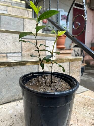 Dəfnə ağacı.gül açır .toxum verir