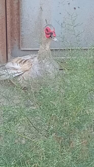 ördək qiyməti: Sonu 60 azn cutu teccili satlir lələklər, üzərində xarakterik qırmızı — 1