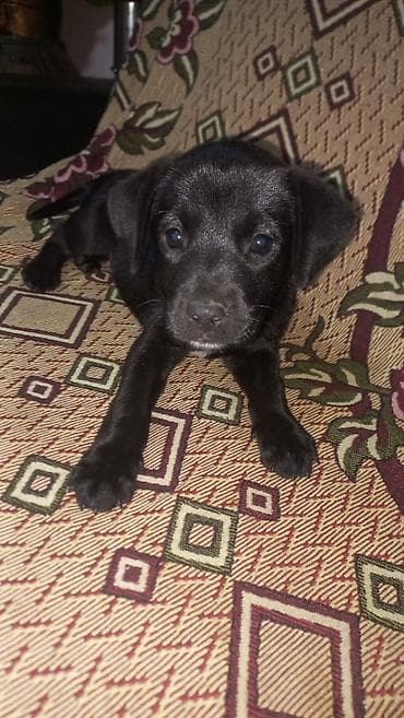 pitbull satan: Pitbul, 2 ay, Dişi — 2