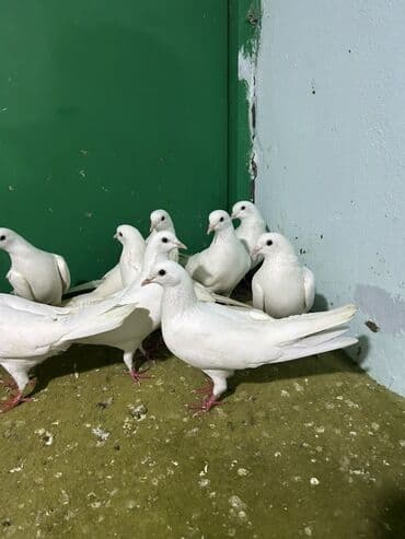 Akvariumlar: Salam 9 dene heyvandi hamsi saglam ucuwdu quwdardi qiymet sondu ygb — 3