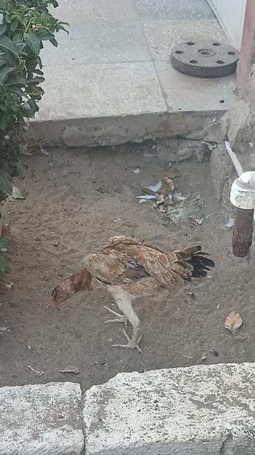 kend cuceleri: Salam gördüyüvuz heyratı fere satılır. Tam sağlam heyvandi — 5