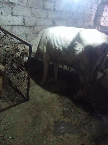 pitbull tap az: Dişi, il: 2, 220 kq, Südlük, Damazlıq — 1