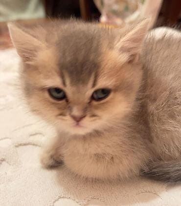 Digər heyvanlar: Britan — 3