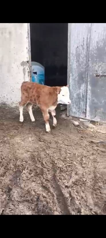 inek adlari azerbaycan: 2-ci balasidi erkek balasi var 25 südü var 6500 azn — 8