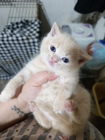 paroda pişik: Şotland — 7