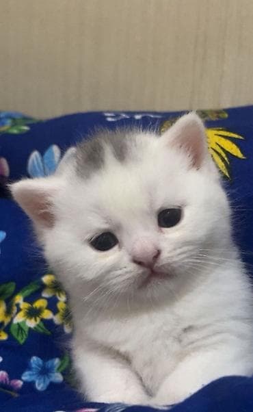 pişik yeməkləri: Şotland yastı qulaq — 4