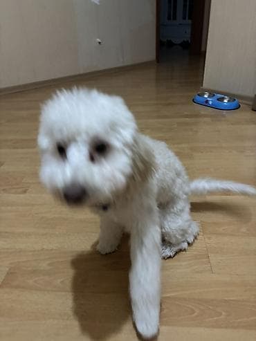 it balasi satisi: Pudel ag rengli real alicilar elaqe saxlasin 6ayliqdi — 7