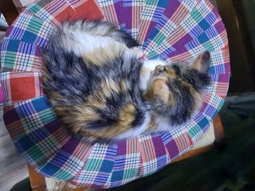 Pişiklər: Norveç, Yaxşı əllərə, Ünvandan götürmə — 9