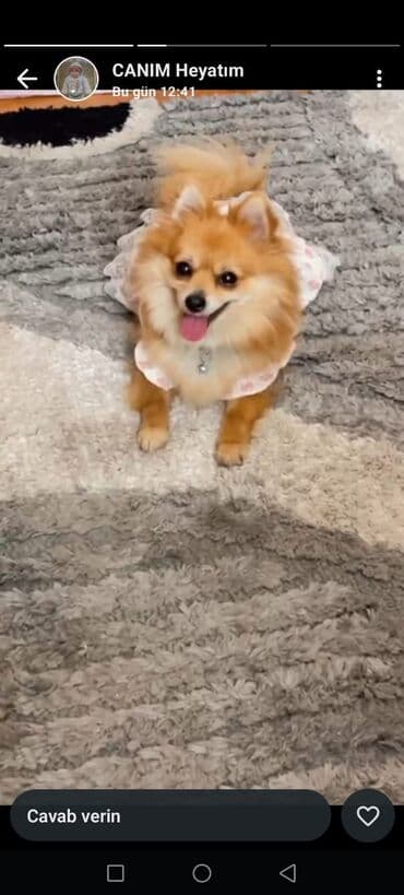 доберман цена баку: Şpitz, Dişi — 1