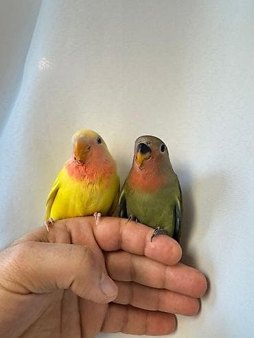 Balıqlar: PAPUQAY NERAZLUCNIK ( SEVDA PAPUQAYI ). Əl quşlarıdı. Əldə böyüdülüb — 8