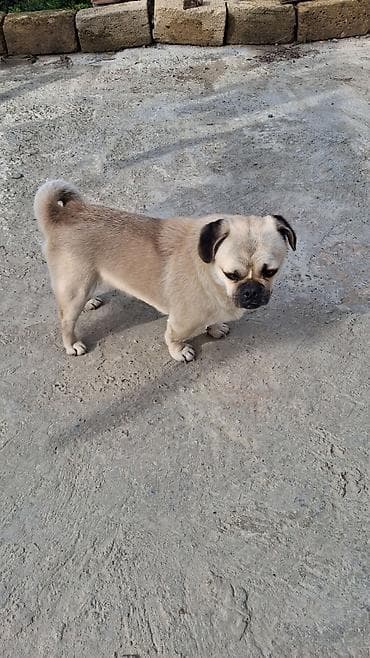 barter itlə: Mops, 1 il, Erkek — 3