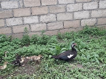 danışan quşlar: Muscovy (hindi) ördəkləri – ana ördək 12 balaları ilə - Cins — 2