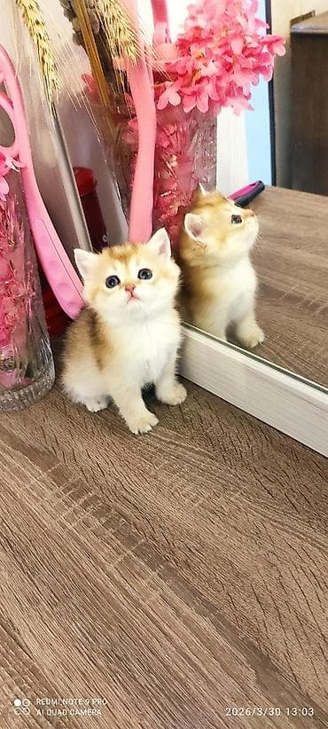 pisikler ucuz: Britan — 3