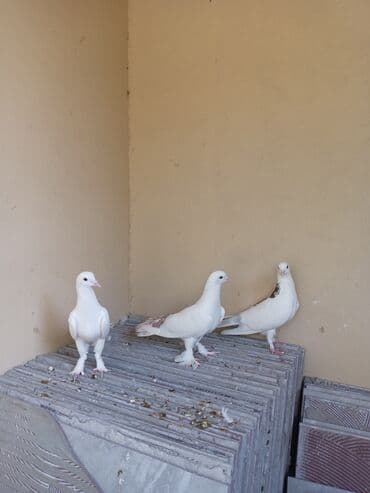 ayliq 10 azn internet: Salam saglam göyərçinlər satılır üçüdə ərkəydi — 3