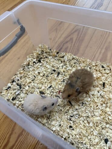 deniz donuzu: SURİYA HAMSTERLƏRİ balaları Təsvir: - Sevimli, xırda ölçülü — 5