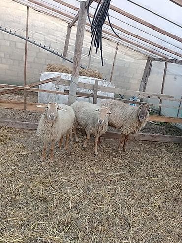 tap az alabay: Dişi, Qala, il: 1, 50 kq, Damazlıq, Ünvandan götürmə — 4