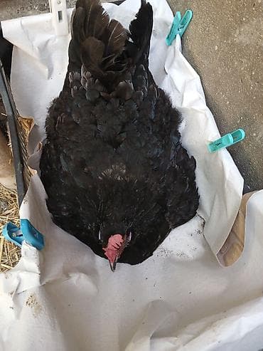 dekarativ quslar: Yumurtlayan toyuqlar, xoruzlar, çolpalar, 1 aylıq cücələrdə var — 9