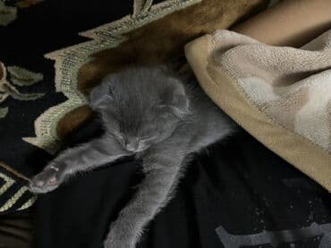 İtlər: Şotland yastı qulaq, Erkək, Ünvandan götürmə — 8