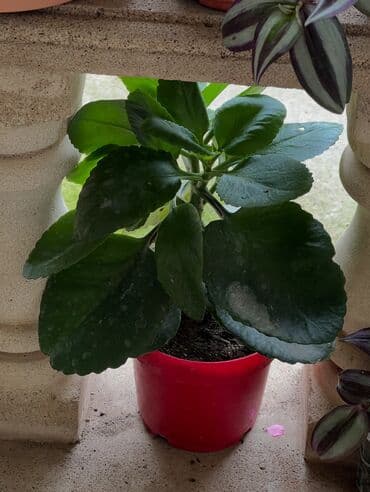 сколько стоит пальма в горшке: Butun guleri endirimnen satiram ancag xanimlara satiw olur — 23