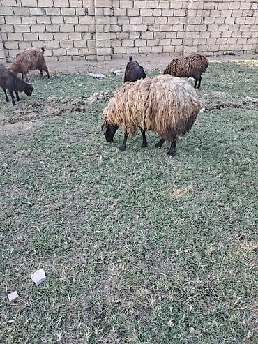 metis qoyun: Qala qoyunu cavan heyvandi bala verende ekiz verir — 1