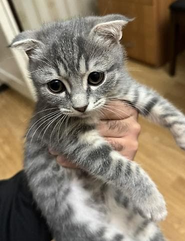 Şotland yastı qulaq, Dişi