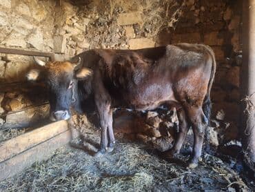 golden itlerin qiymeti: Sağlam heyvandır 3-cü balasıdır Dişi baladır damazlıqdır Hal-hazırda — 1