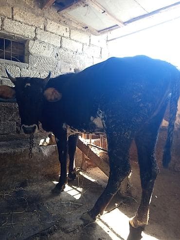 ucuz danalar: 3 baş dişi duyə satılır ünvan Zığ kəndi real alıcıya endirim olacaq — 5